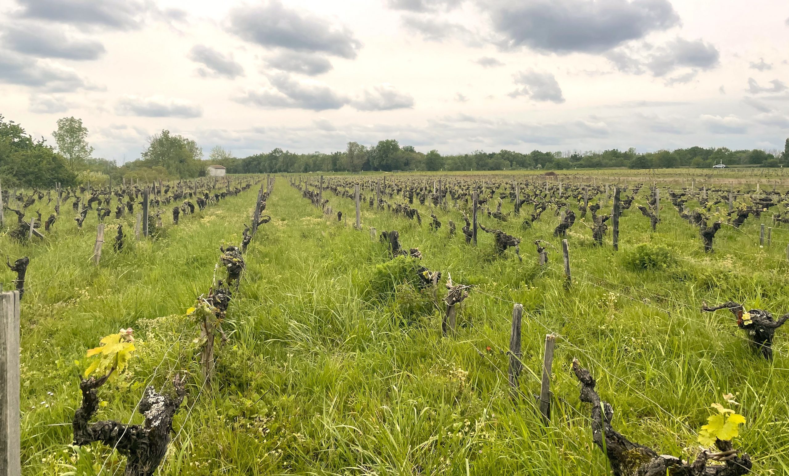 フィリップ・カリーユ、35年のワイン造りを熱く語る